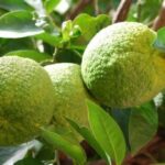 Conozca las propiedades medicinales de la naranja agria