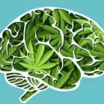 Cómo el consumo de marihuana afecta nuestra mente, según nuevos estudios