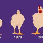 Cómo el pollo que consumes aumentó de tamaño un 400% en 50 años