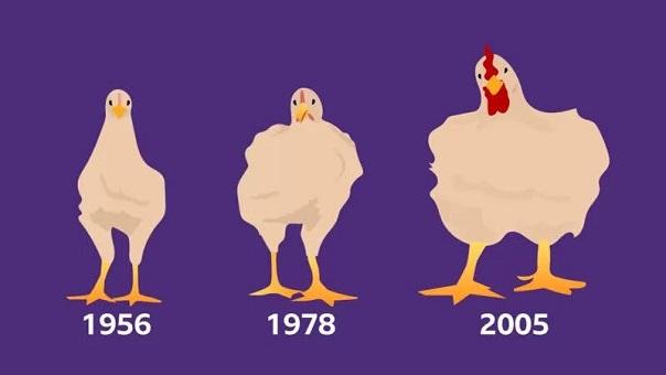 Cómo el pollo que consumes aumentó de tamaño un 400% en 50 años