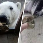 Veterinarios salvan a una osa polar que tenía una lata atorada en la boca (videos)