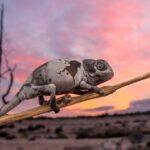 Detectan que el calentamiento global hace que los lagartos nazcan 'envejecidos'